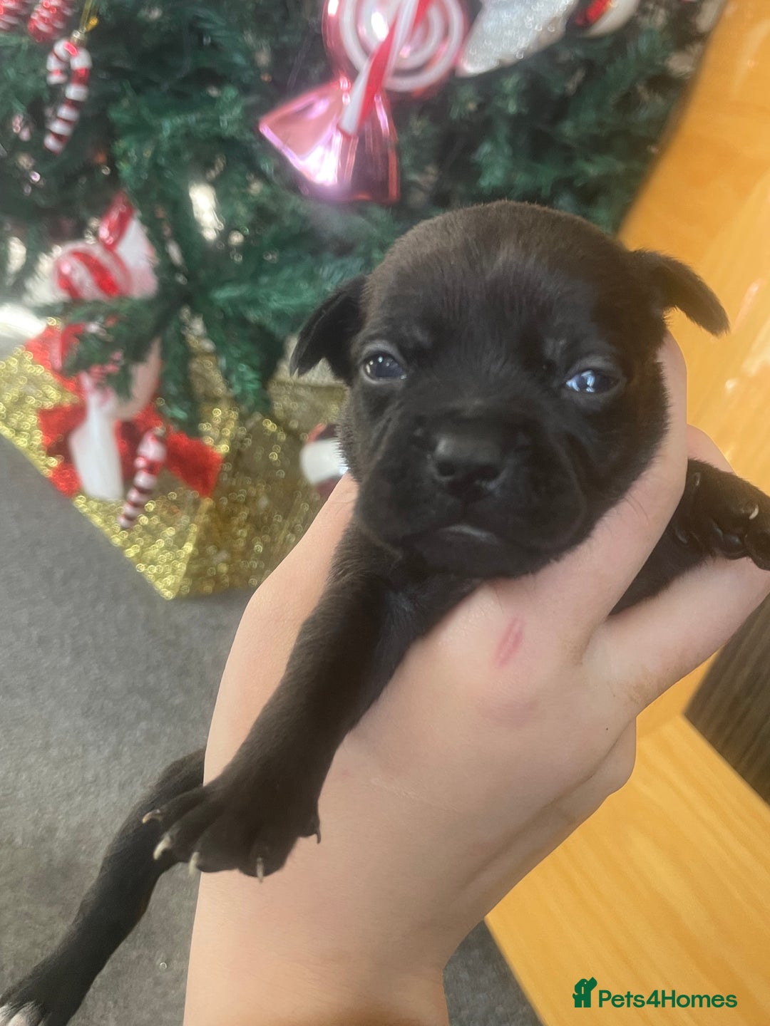 Mixed Breed dogs for sale: Bodeguero Andaluz x French Bulldog Puppies  - Advert 22