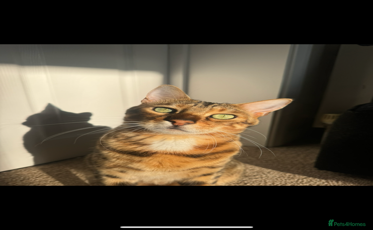Bengal cats - Advert 1