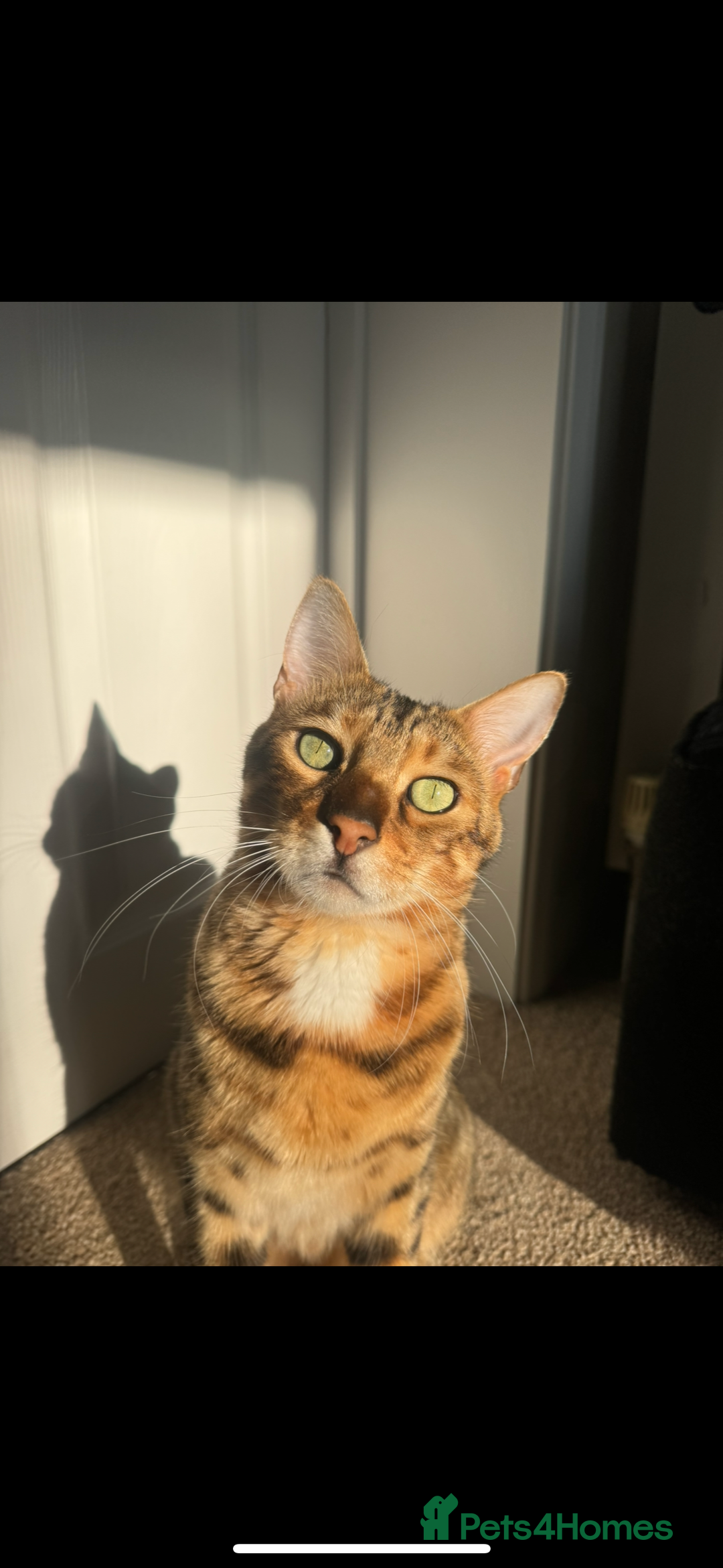 Bengal cats for sale: Bengal  - Image 1