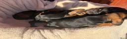 Miniature Dachshund dogs for sale: Miniature dachshund puppies in Salisbury - Advert 5