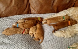 Mixed Breed dogs for sale: Cavapoo/cockapoo, ready September £1250. Cardiff - Image 5