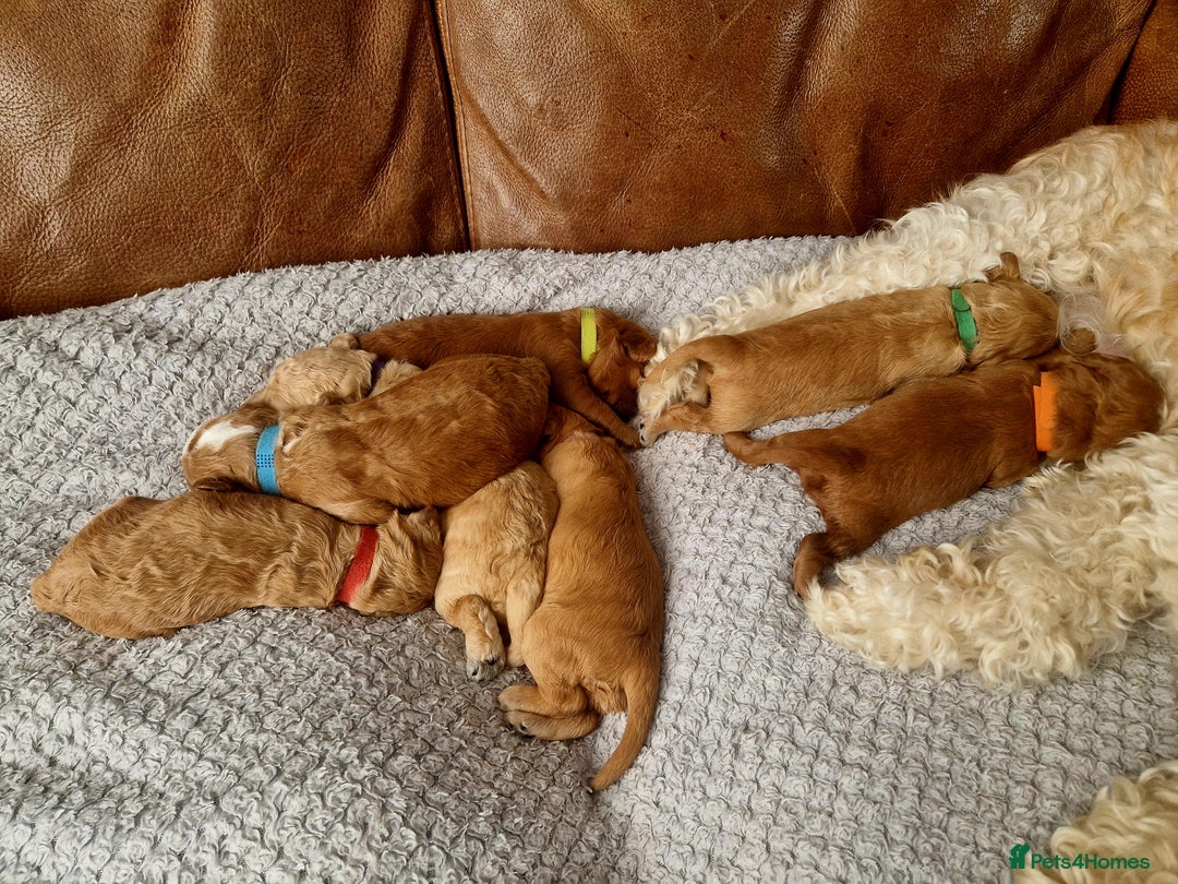 Mixed Breed dogs for sale: Cavapoo/cockapoo, ready September £1250. Cardiff - Image 5