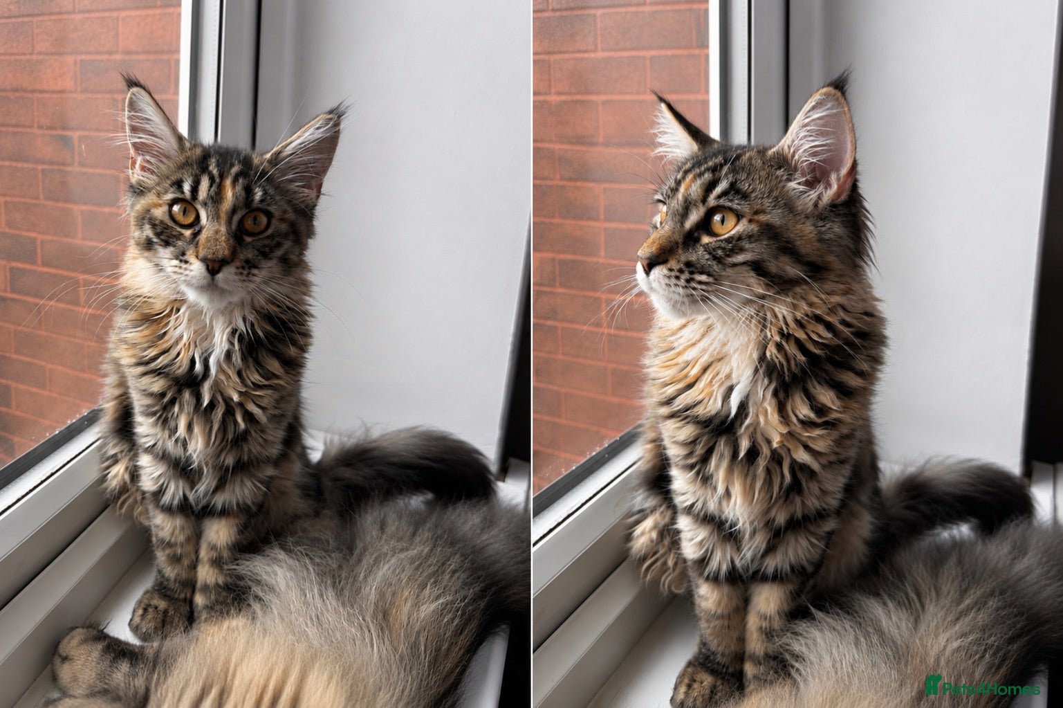 Maine Coon cats Last Girl Gorgeous lion Maine Coon Sweet stunning - Advert 16
