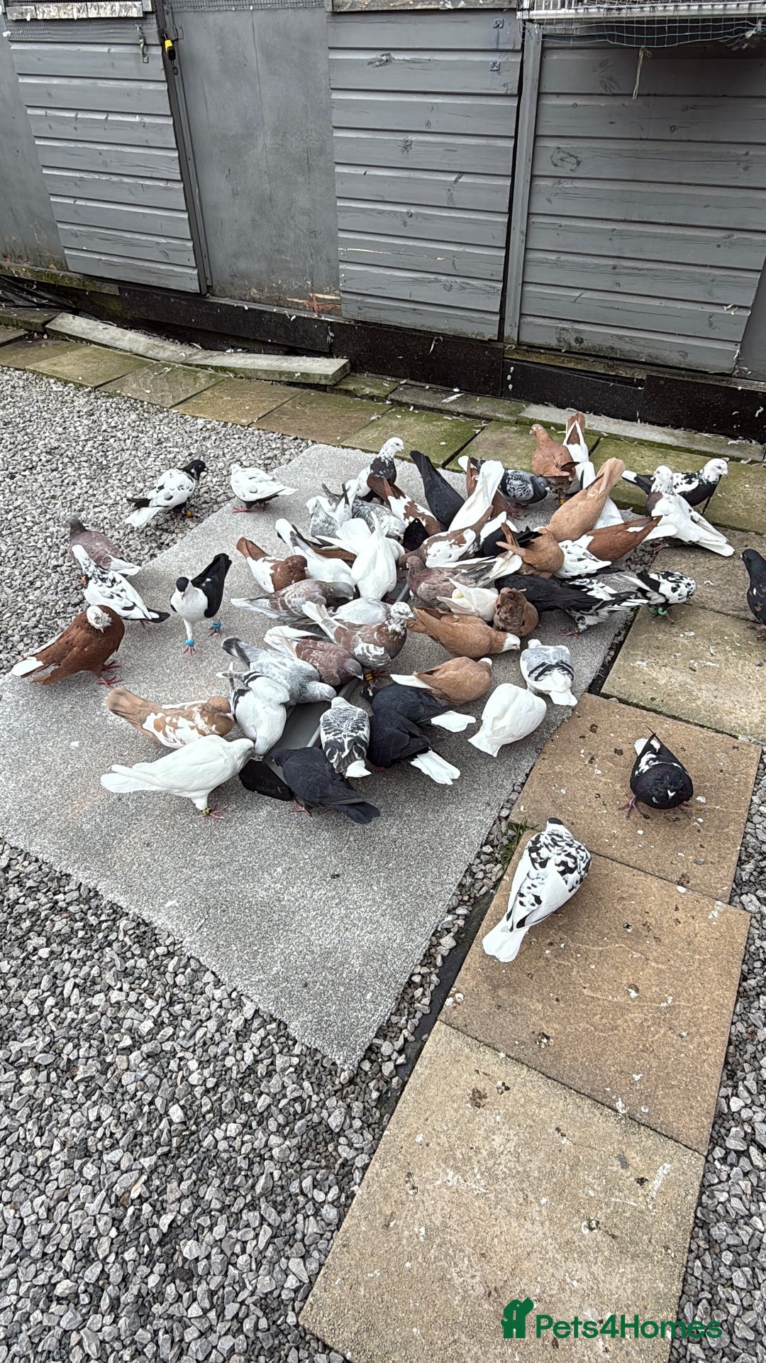 Pigeons birds for sale: Pigeons - Image 1