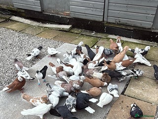 Pigeons birds - Advert 5