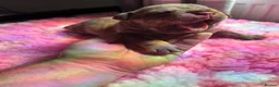 Olde English Bulldogge dogs for sale: Absolutely stunning puppy’s  - Advert 7