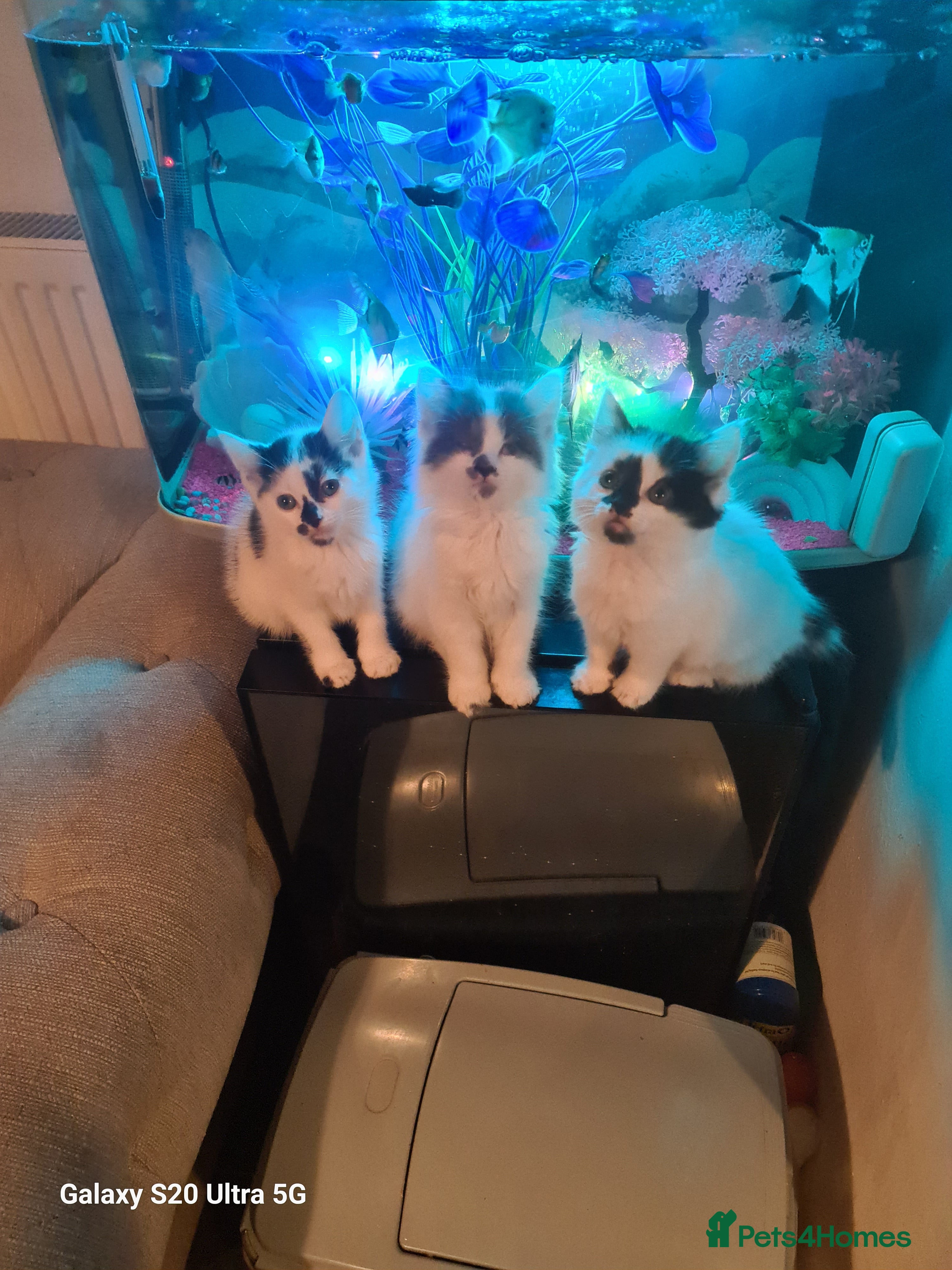 Siberian cats Kittens - Advert 5