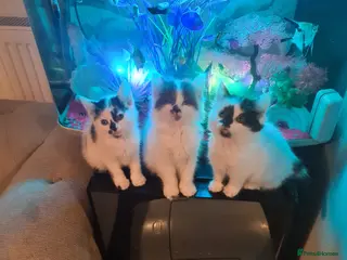 Siberian cats Kittens - Advert 5