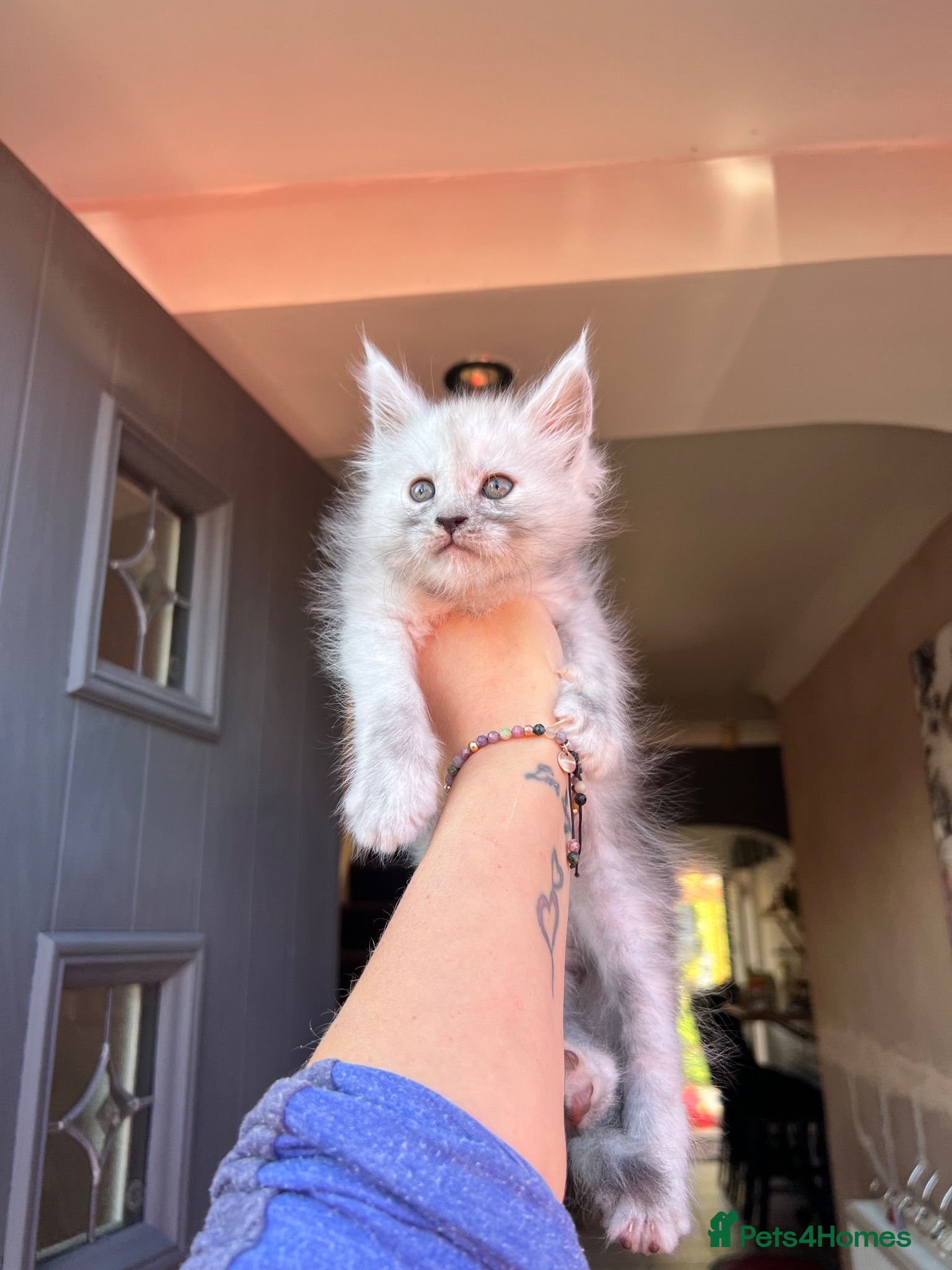 Maine Coon cats TICA registred Maine coon kittens. Rare colours  - Advert 1