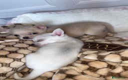 Chihuahua dogs for sale: Beautiful tiny girls chihuahuas  - Image 6