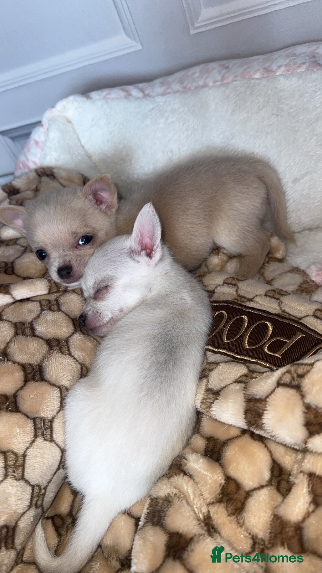 Chihuahua dogs for sale: Beautiful tiny girls chihuahuas  - Image 6