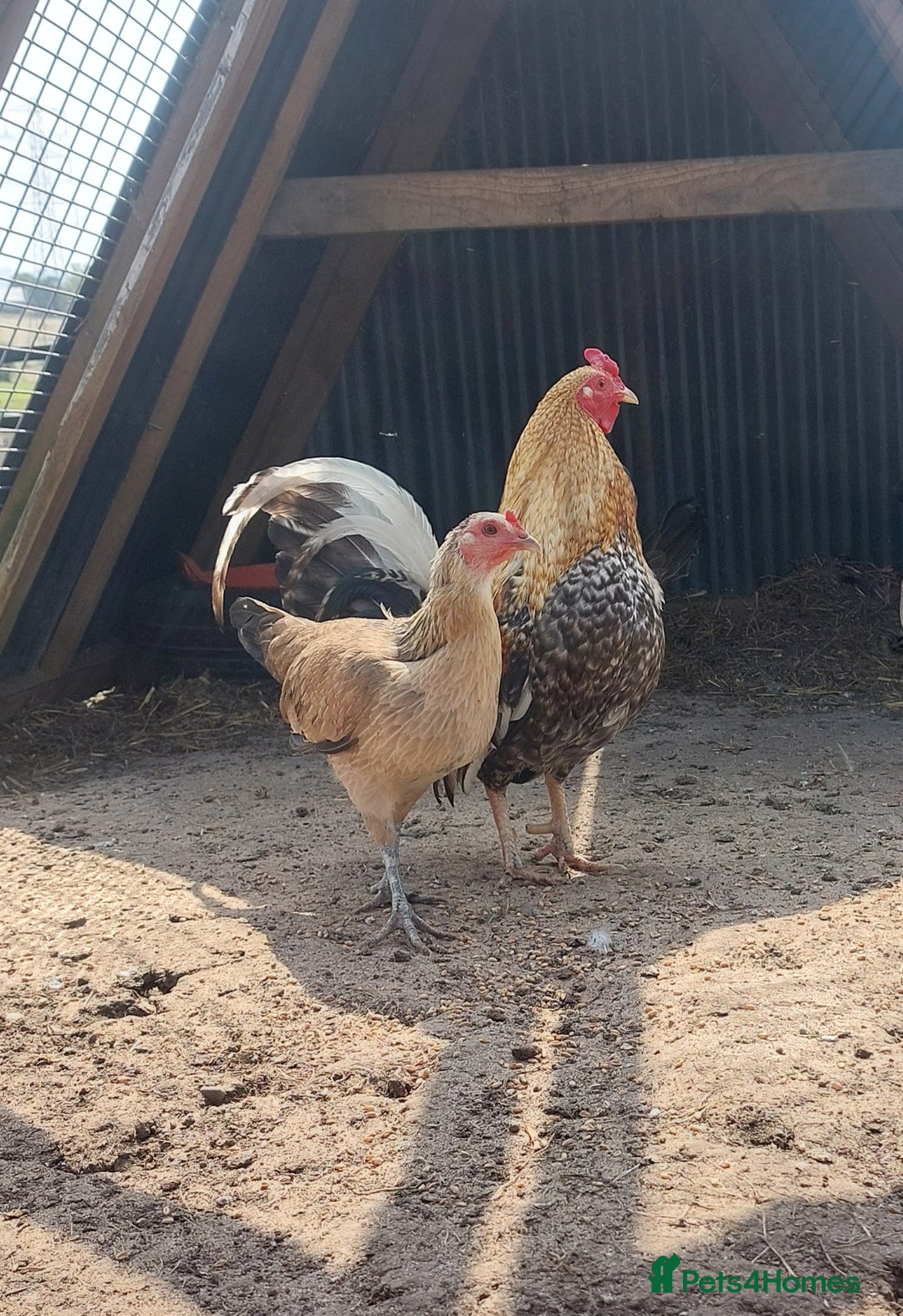 Chickens poultry for sale: Quad of Dom American Game Birds - Image 7