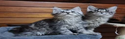 Maine Coon cats for sale: GCCF registered pedigree Maine Coon Kittens  - Advert 19