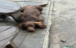 Cocker Spaniel dogs for sale: Male chocolate spaniel  - Image 1