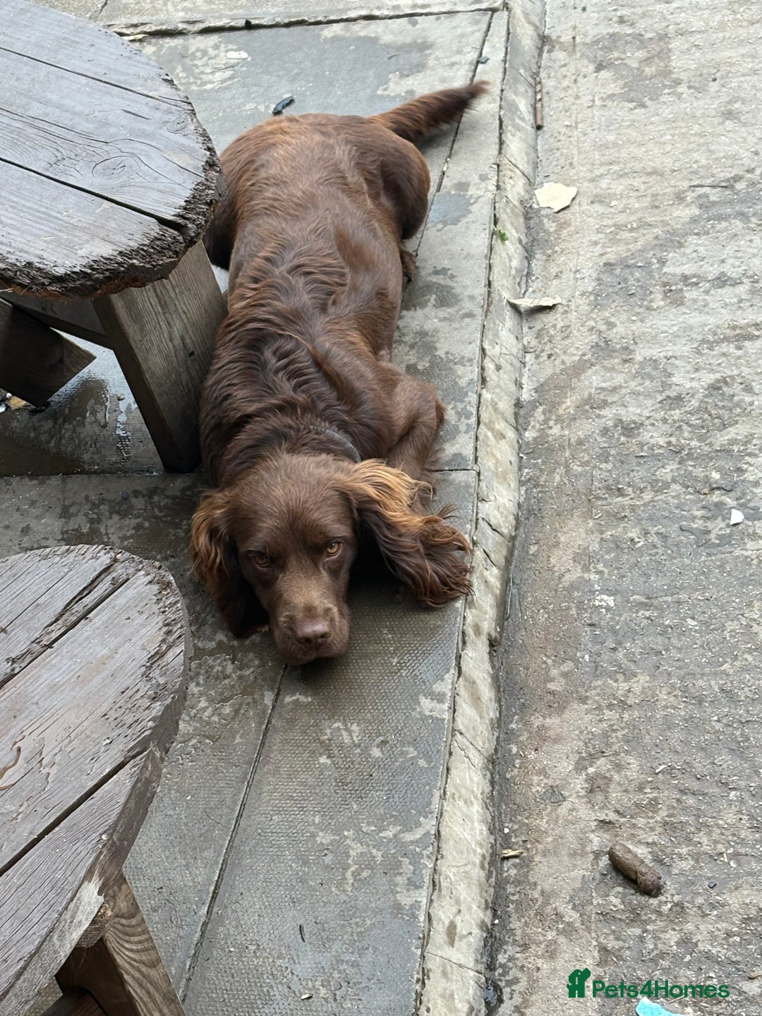 Cocker Spaniel dogs for sale: Male chocolate spaniel  - Image 1