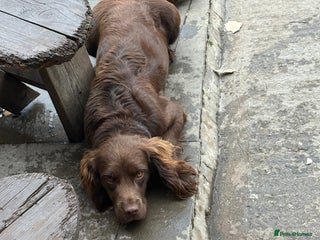 Cocker Spaniel dogs - Advert 1