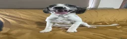 Sproodle dogs for sale: Sproodle pup's springer spaniel x poodle hypo coat - Advert 7