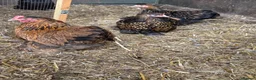 Chickens poultry for sale: Pekin bantam hens - Advert 7