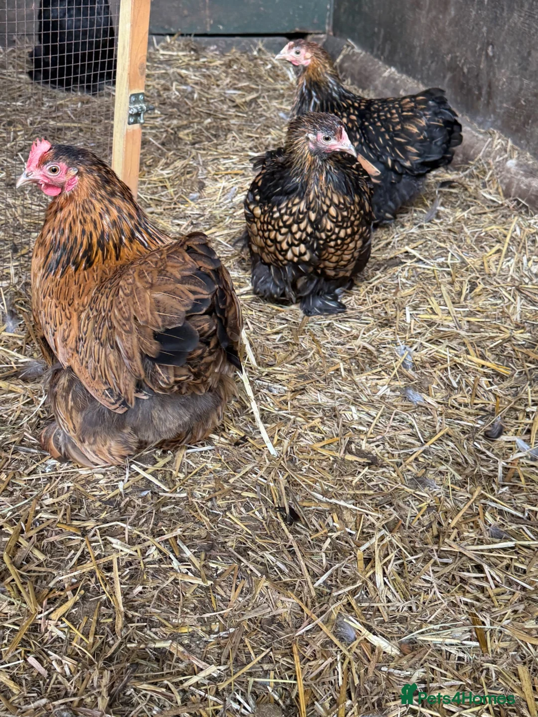 Chickens poultry for sale: Pekin bantam hens - Advert 7