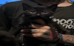 British Shorthair cats for sale: FREE 3 black kittens  - Image 3