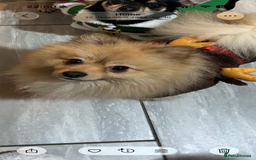 Pomeranian dogs for sale: Stunning litter of Pomeranian's  - Advert 9
