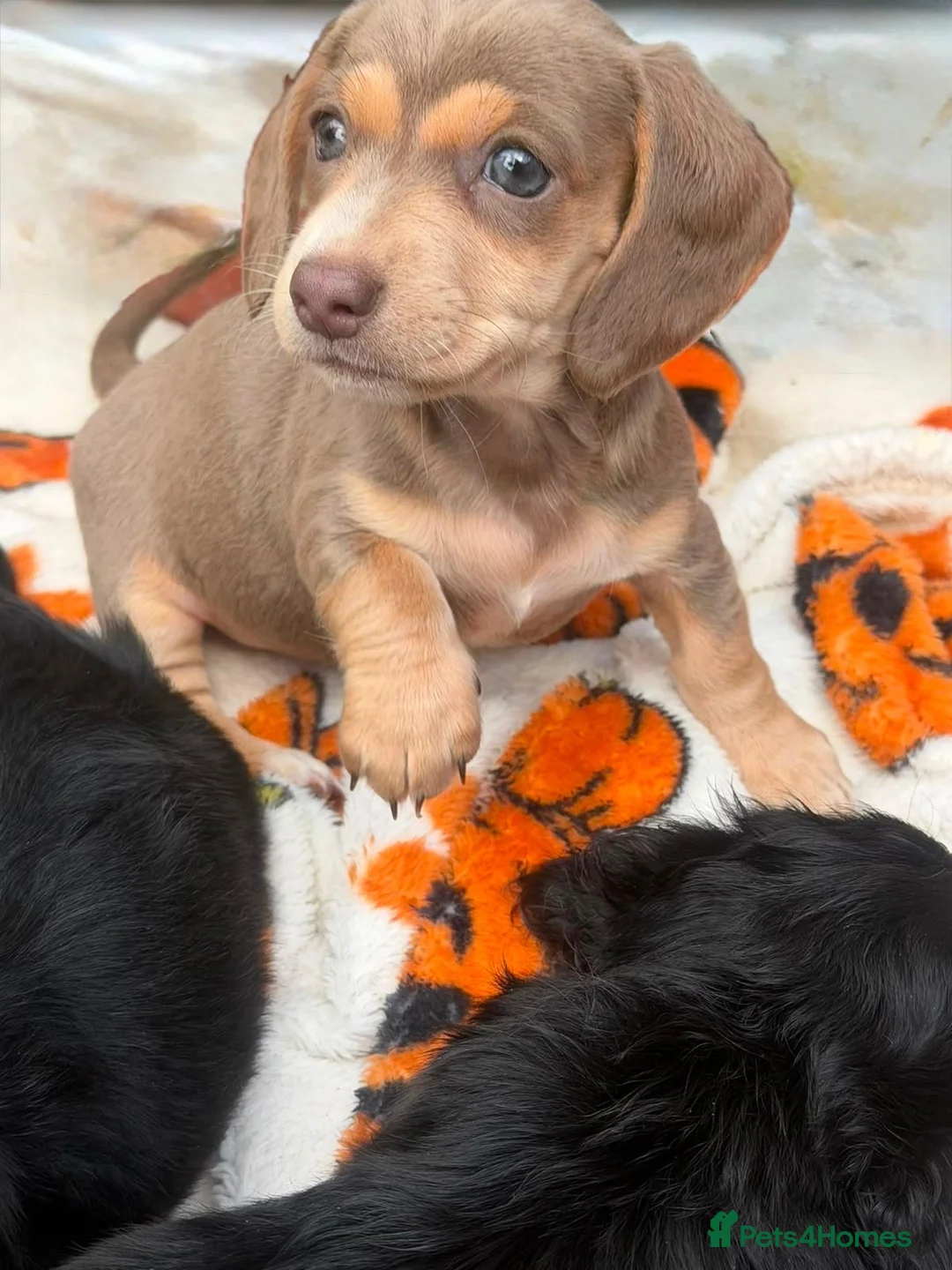 Miniature Dachshund dogs for sale: Quality LH KC mini dachshund 1 boy!!!! REDUCED !! - Advert 11