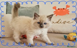 Ragdoll cats for sale: Top-Quality Pedigree Ragdoll Kittens - 3 AVAILABLE - Image 12
