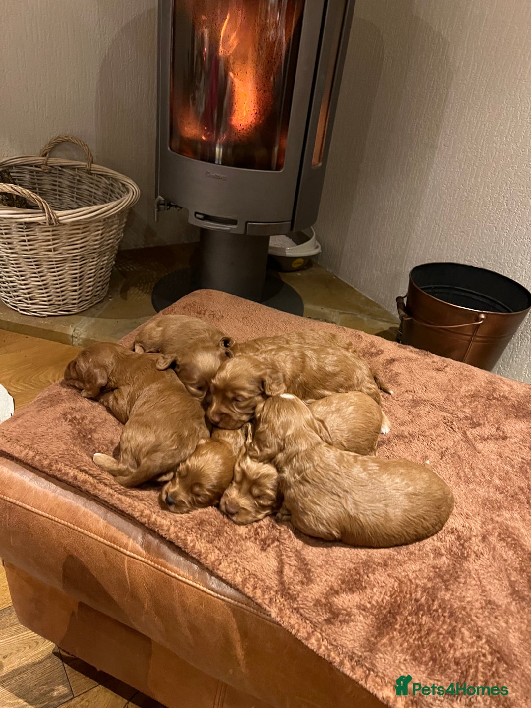 Cockapoo dogs for sale: F1 Cockerpoo Puppies - Advert 2