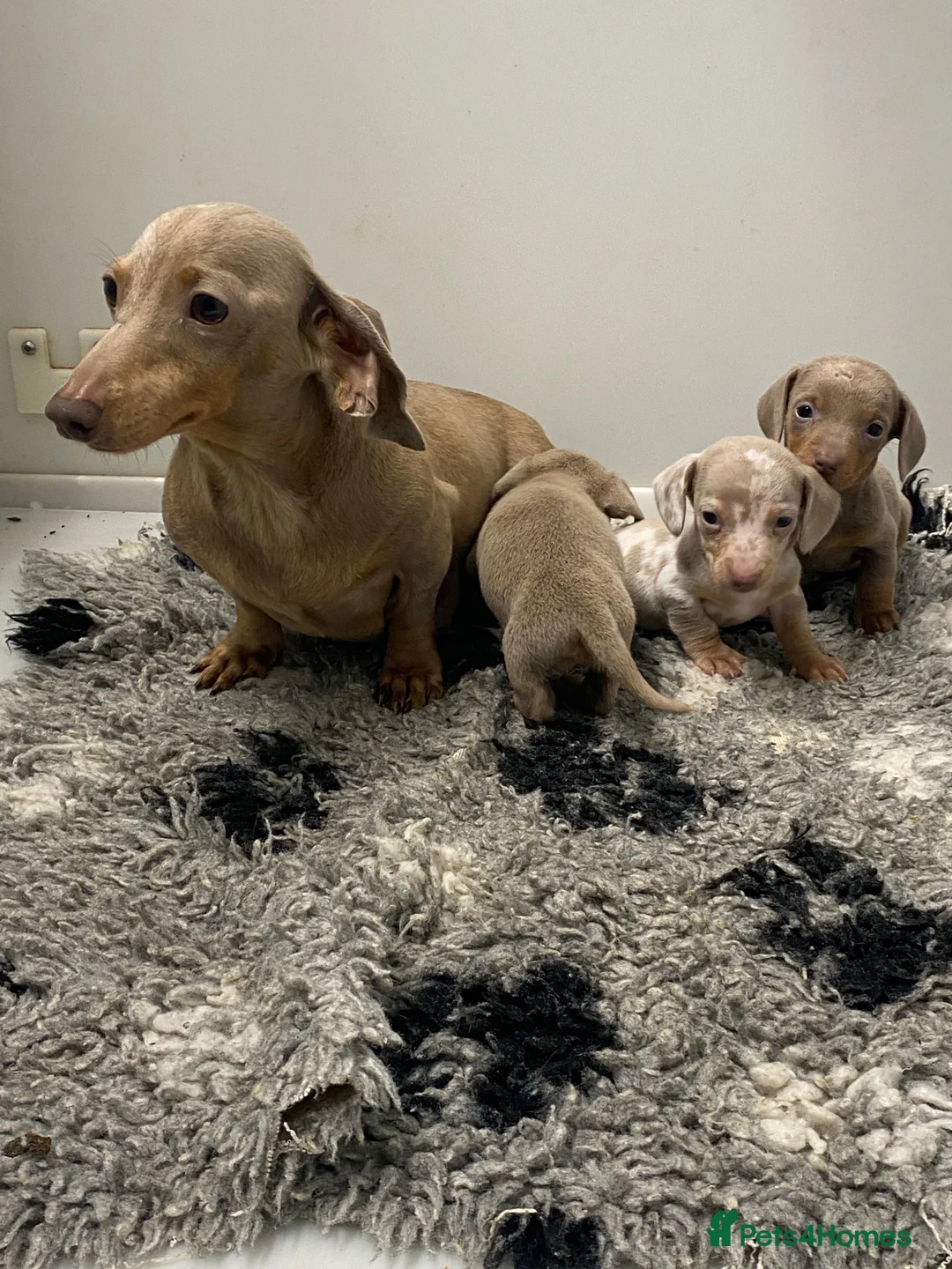 Miniature Dachshund dogs for sale: 5⭐️Licensed breeder. Tiny miniature dachshunds - Advert 3