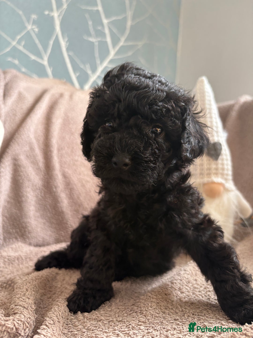 Cavapoo dogs for sale: Beautiful cavapoo puppies from a family home - Advert 1