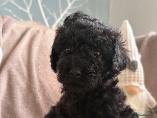 Cavapoo dogs Beautiful cavapoo puppies from a family home - Advert 10