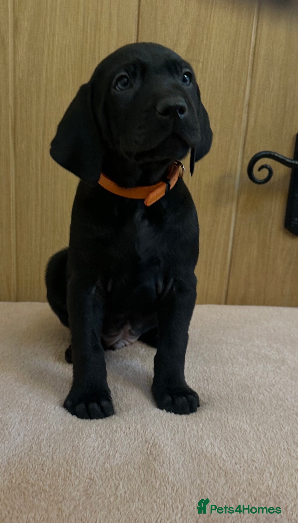 Mixed Breed dogs 1/9 F2 Weimador / Labmaraner  - Advert 6