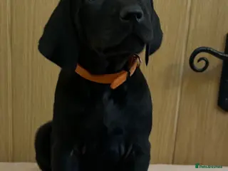 Mixed Breed dogs 1/9 F2 Weimador / Labmaraner - Advert 6