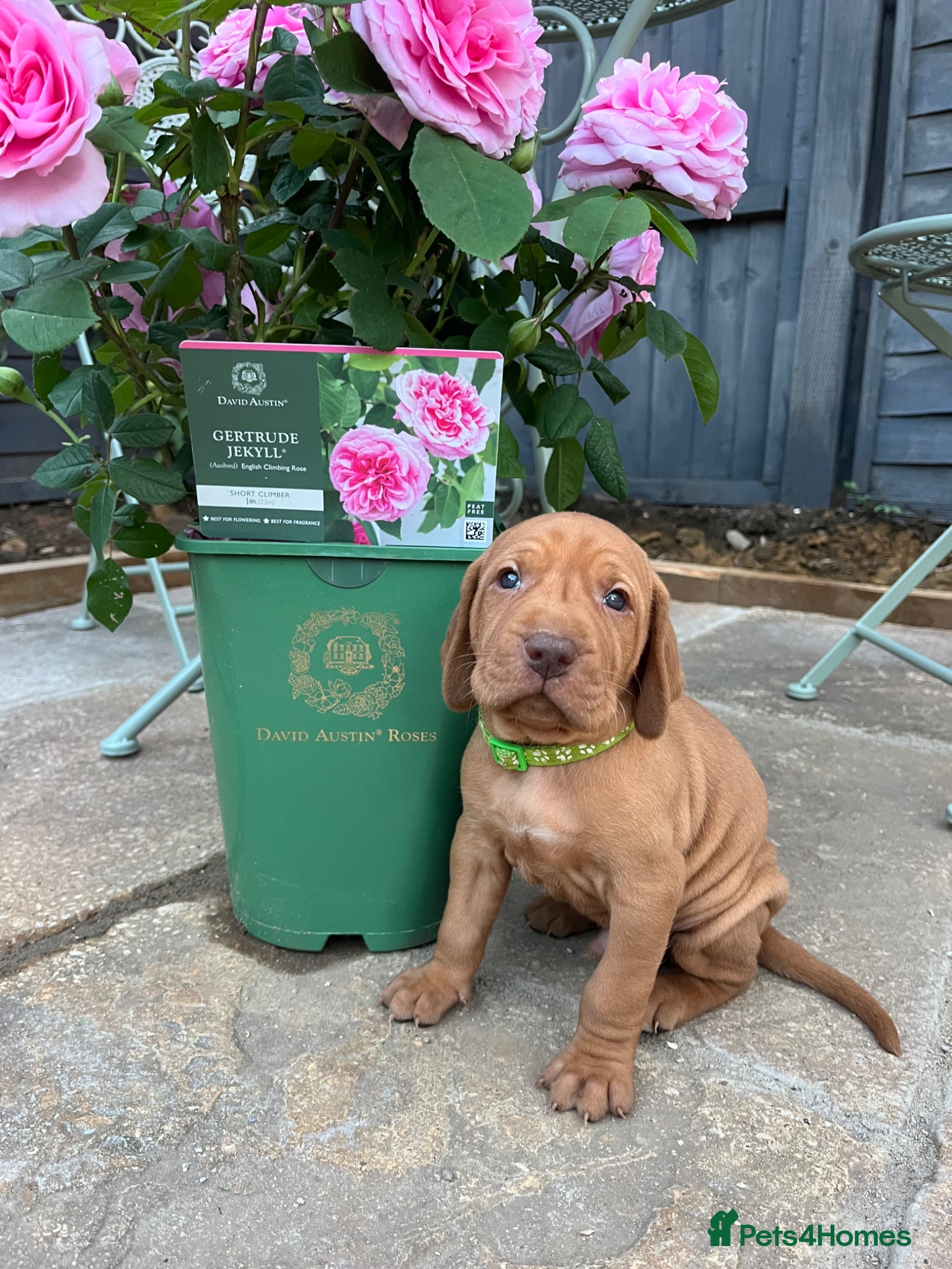 Hungarian Vizsla dogs for sale: Championship Bloodline Pedigree Hungarian Vizsla - Advert 4