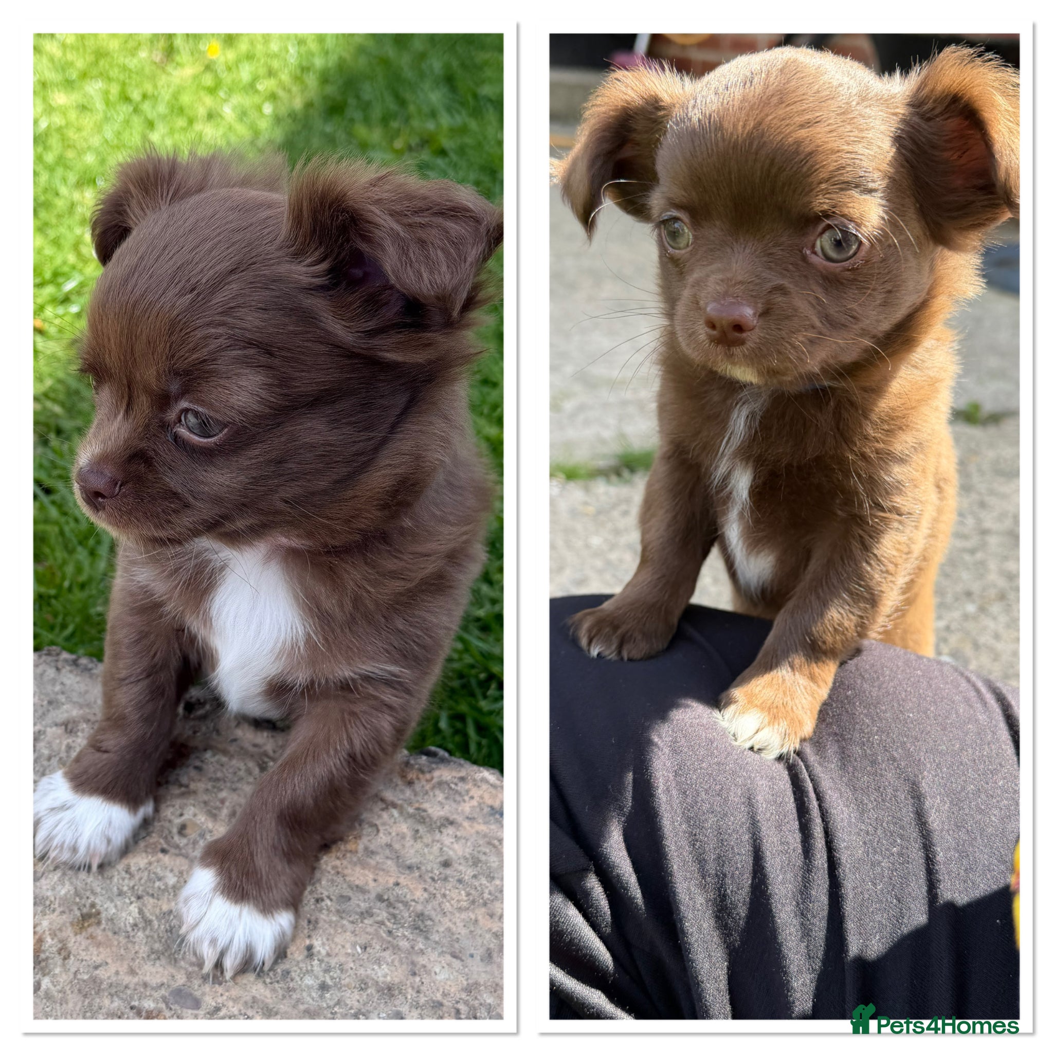 Chihuahua dogs 2 Beautiful Male Long Coat Chihuahua Puppies Left - Advert 6