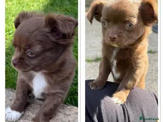 Chihuahua dogs 2 Beautiful Male Long Coat Chihuahua Puppies Left - Advert 6