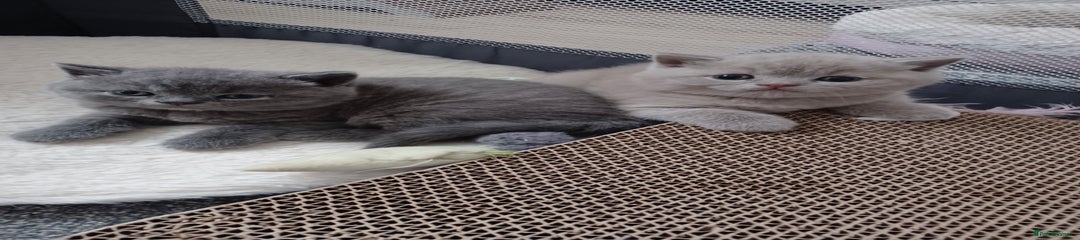 British Shorthair Kitten 1