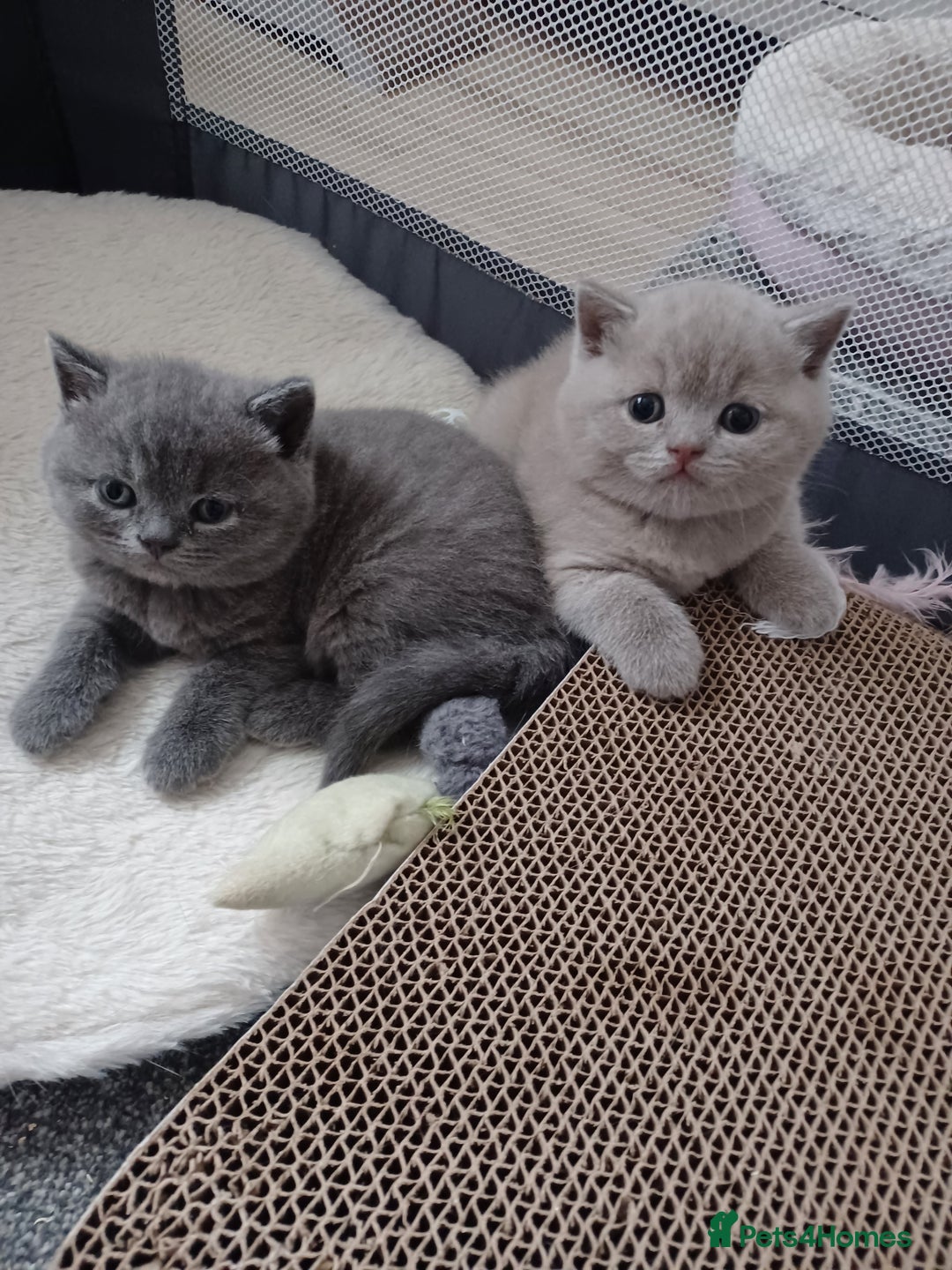 British Shorthair cats for sale: British Shorthair kittens - Image 1