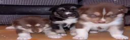 Siberian Husky dogs for sale: Stunning siberian husky puppies  in Dunstable - Advert 8