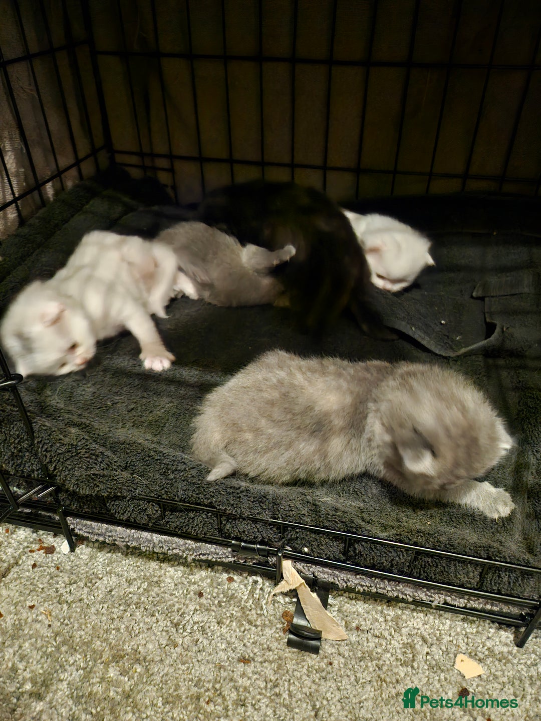 British Longhair cats for sale: BLH and BSH - Advert 16