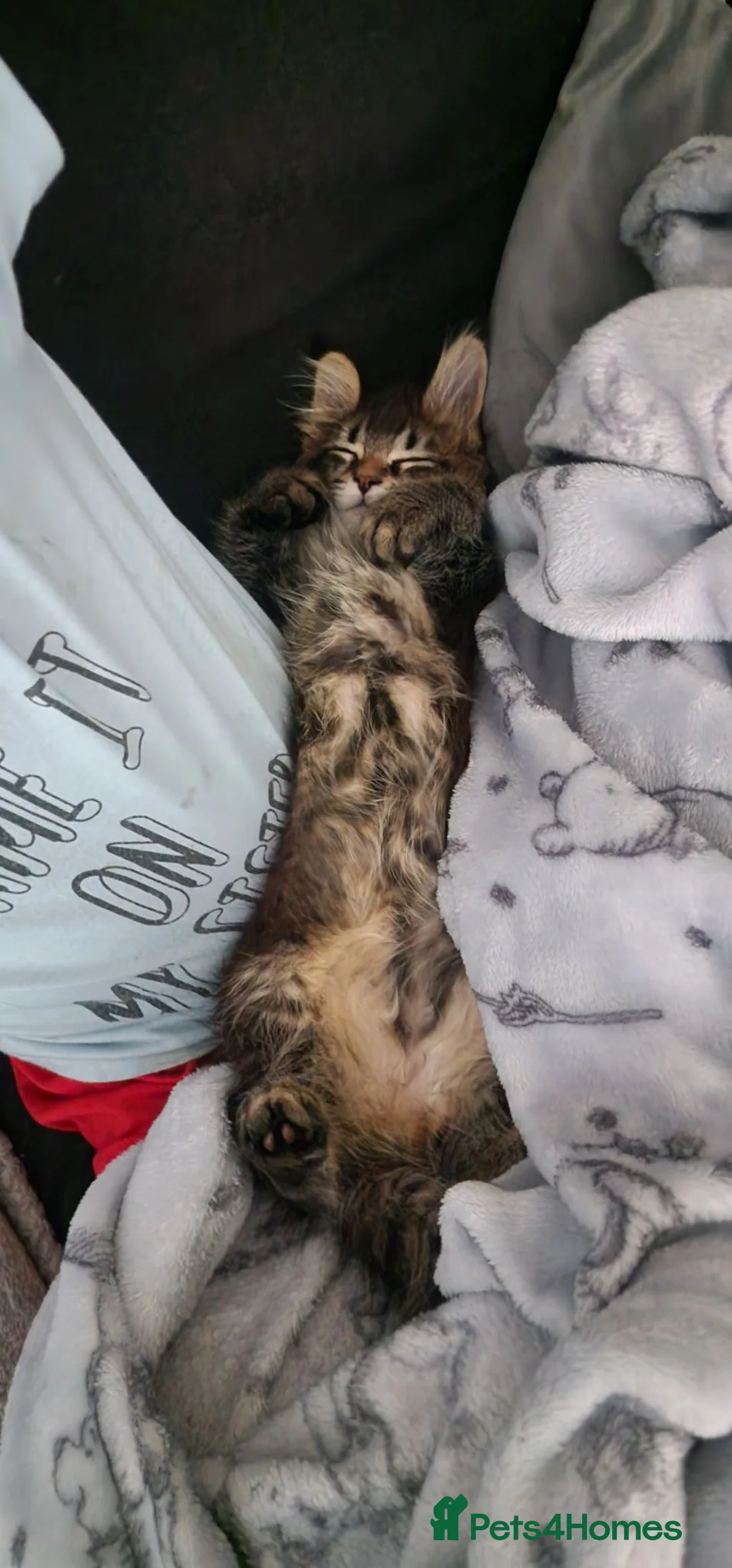 Maine Coon cats for sale: Maine coon kittens  in Wokingham - Advert 2