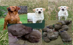 Labrador Retriever dogs for sale: KC Health Tested Fox Red Labrador pups  - Image 1