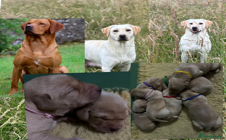 Labrador Retriever dogs - Advert 5