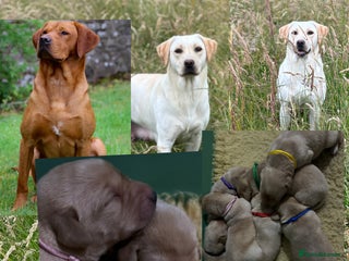 Labrador Retriever dogs - Advert 34