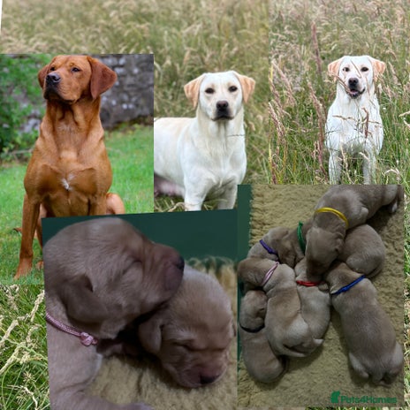 Labrador Retriever dogs - Advert 3