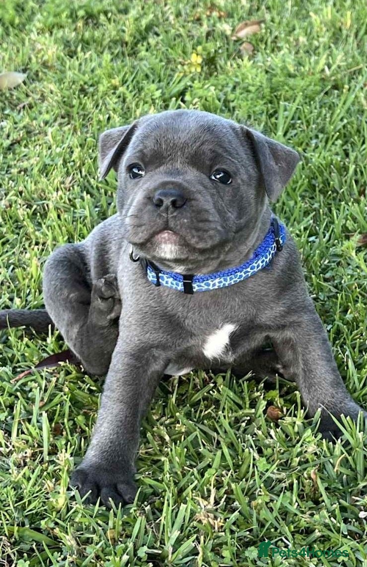 Staffordshire Bull Terrier dogs loving and sociable with amazing temperaments. - Advert 2