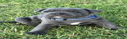 Staffordshire Bull Terrier dogs for sale: loving and sociable with amazing temperaments. - Advert 1