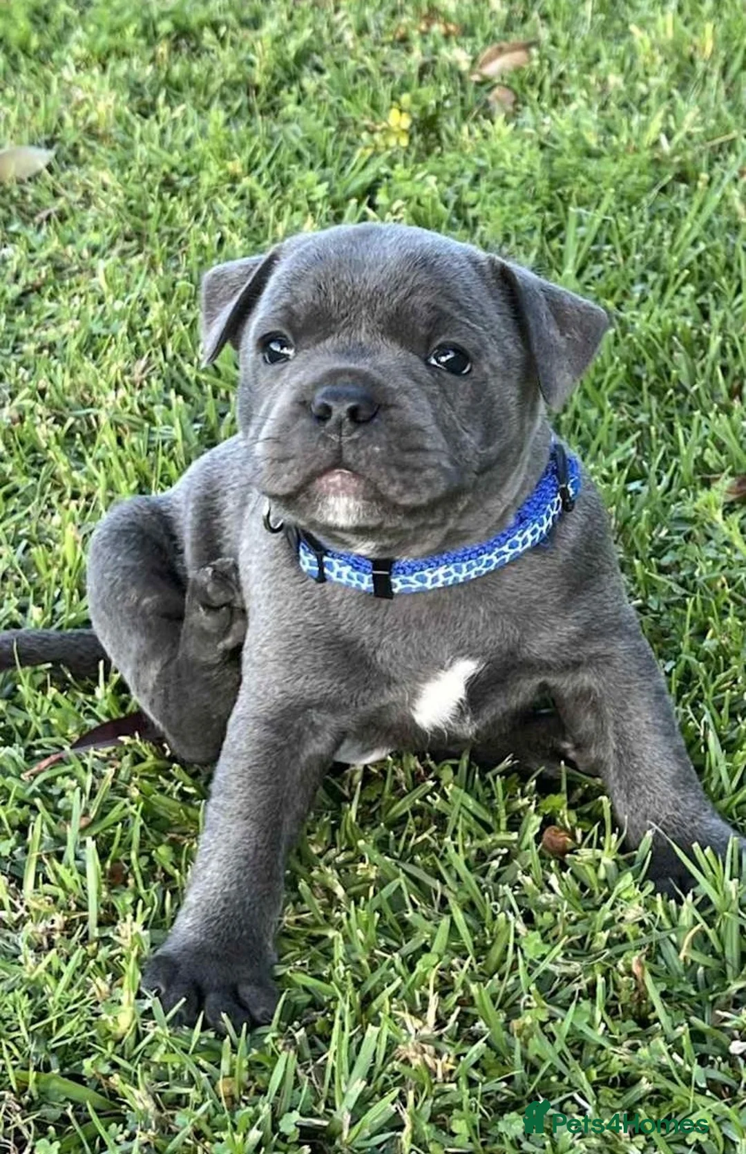 Staffordshire Bull Terrier dogs for sale: loving and sociable with amazing temperaments. - Advert 1