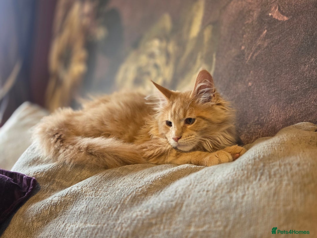 Maine Coon cats for sale: TiCA reg/Parents Fully Health Tested - Advert 30