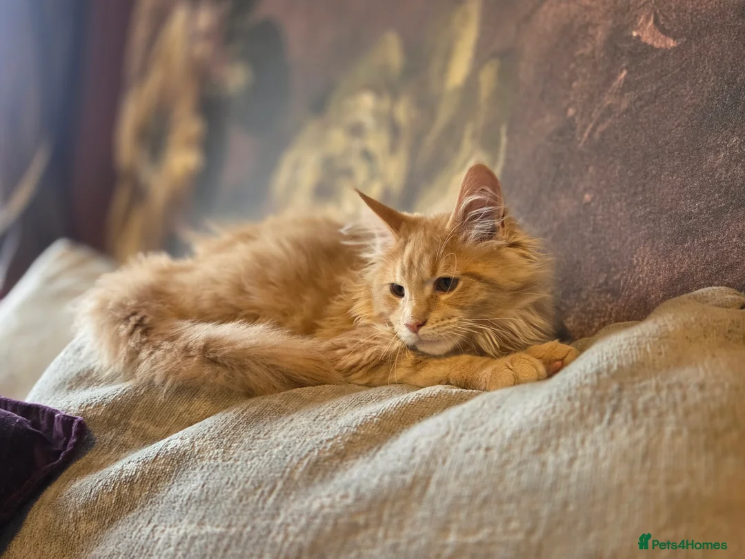 Maine Coon cats for sale: TiCA reg/Parents Fully Health Tested - Advert 30